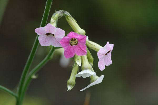 A packet of \1,000 seeds of Nicotiana Mutabilis is £\1.99 from Crocus.