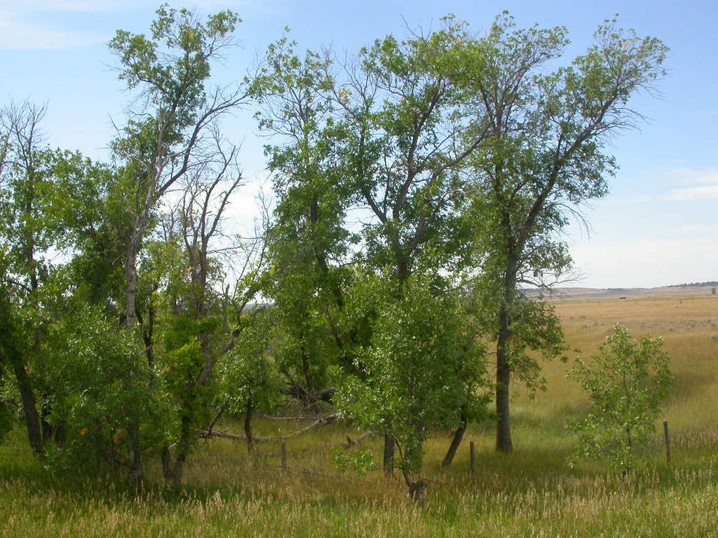 Green Ash trees. Photograph by Matt Lavin via Flickr.