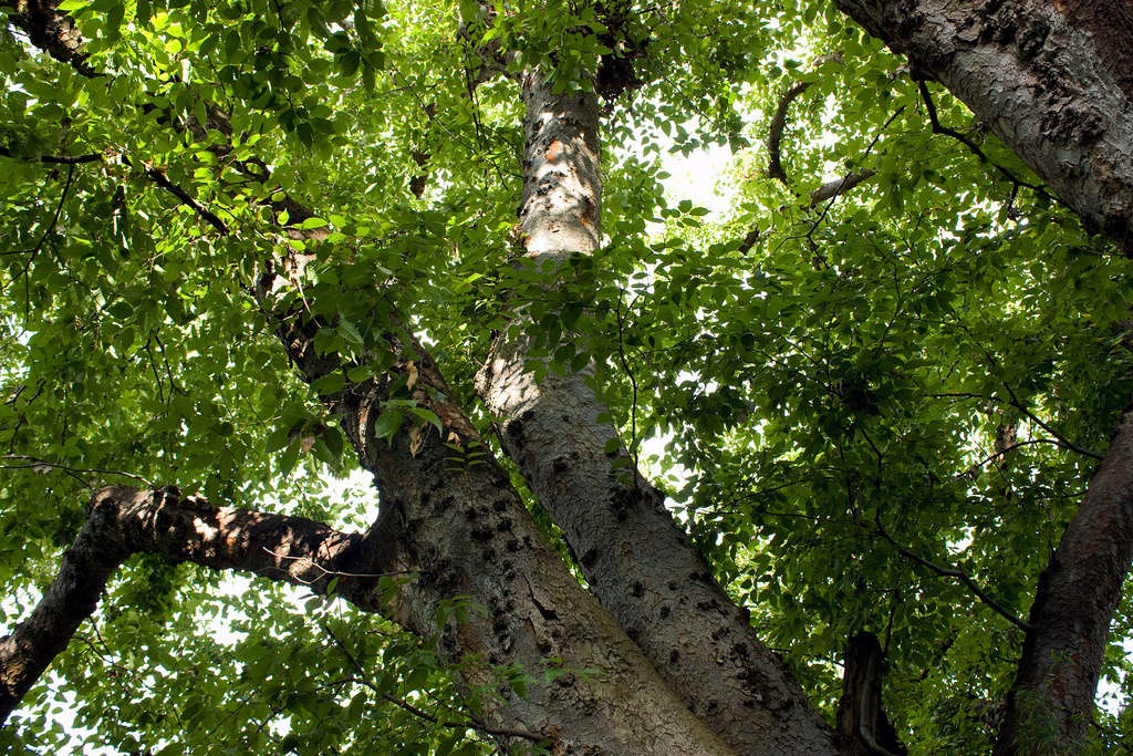 Photograph by Rexness via Flickr.