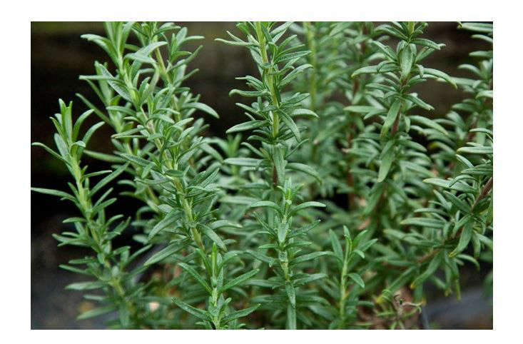 5 Favorites: The Perfect Rosemary - Gardenista