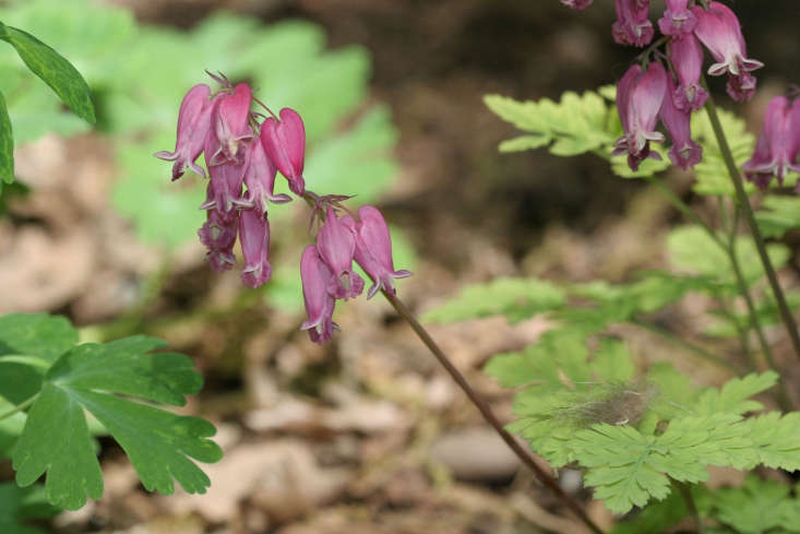 Dicentra eximia bleeding heart by Audrey Zharkikh via Flickr