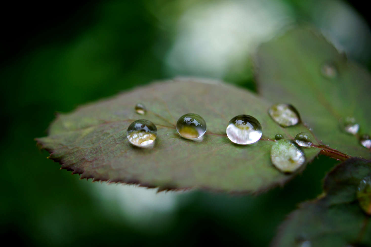 After the rain. Photograph by Takashi M via Flickr.