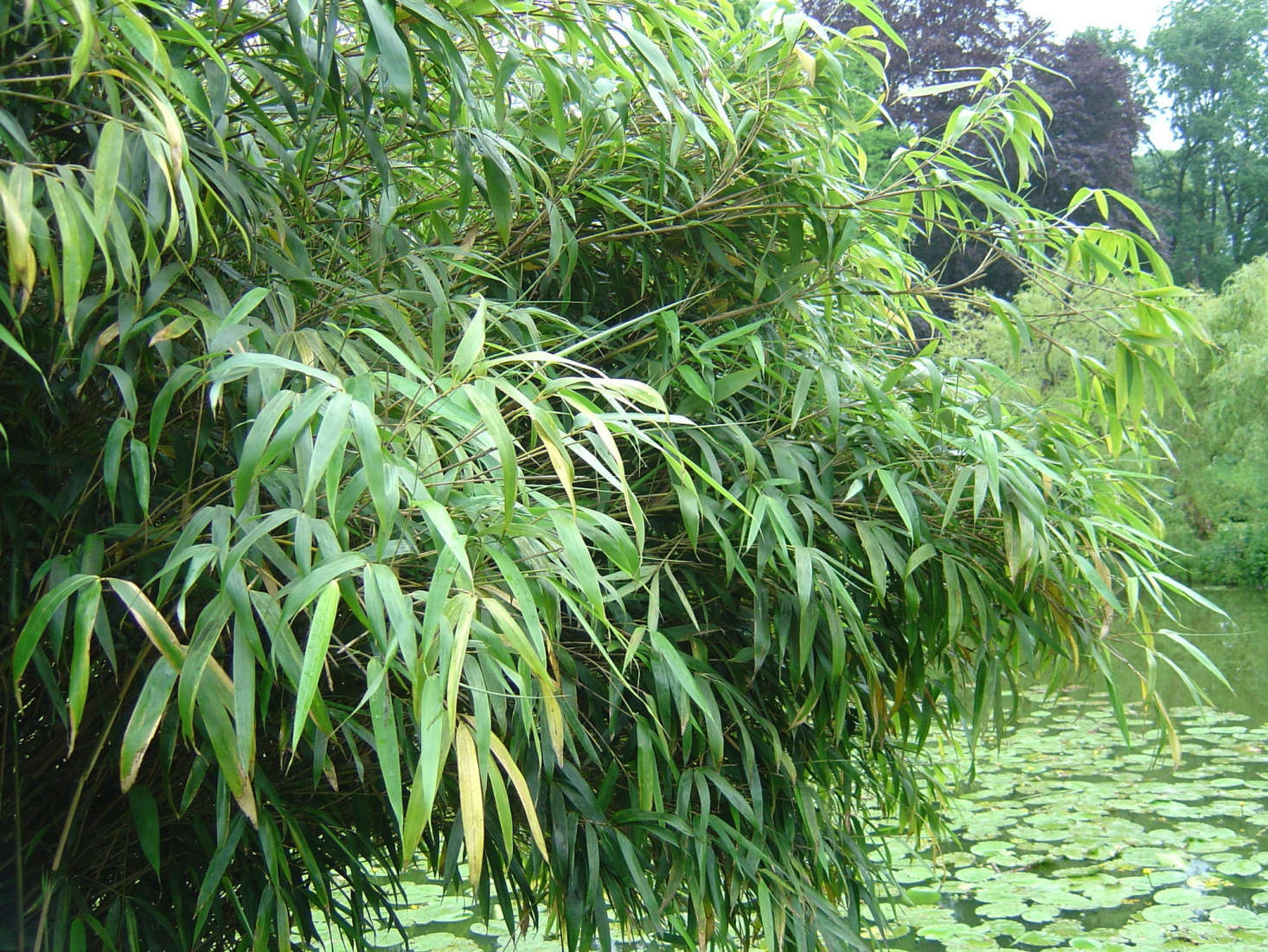 Fargesia nitida grows at the edge of a pond at a botanical garden in Münster, Germany. Photograph by Daniel J. Layton via Wikimedia.