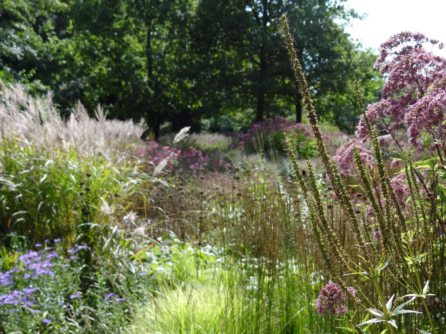 In Hamm, Germany, Maximilianpark was formerly a coal mine, now transformed into gardens, play spaces, and a sanctuary for pollinators. Oudolf designed this sweep of wildflower meadow. Photograph by Esther Westerveld via Flickr.