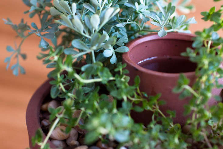 joey-roth-self-watering-planter-closeup-gardenista