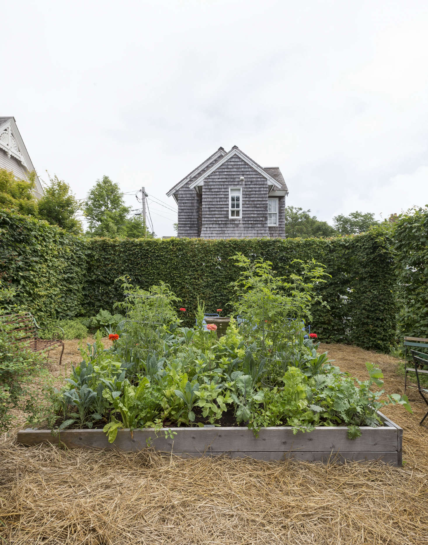 Photograph by Matthew Williams for Gardenista. By planting hornbeam in a square, designer Tim Callis created a high privacy hedge for designer John Derian