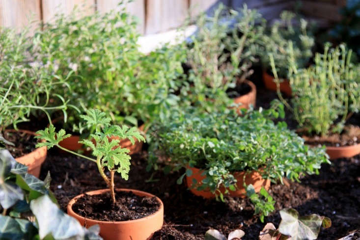 You can start a pot of thyme in any season, even in winter. See DIY: Reviving the Cold Frame. Photograph by Erin Boyle.