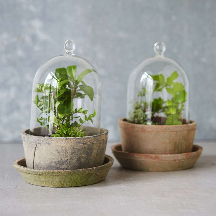 glass-cloche-terrarium-terrain-gardenista