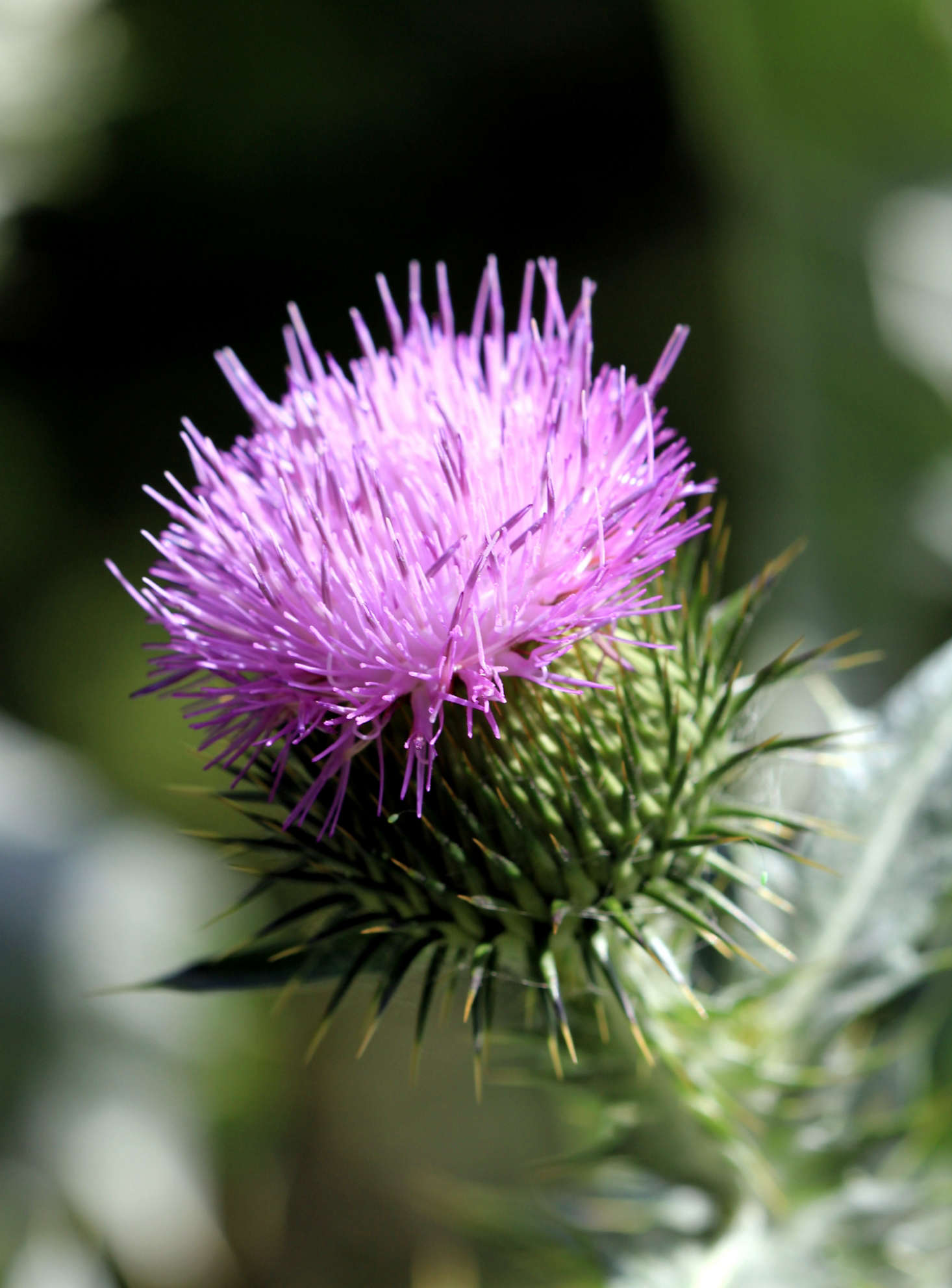 thistle tie clip