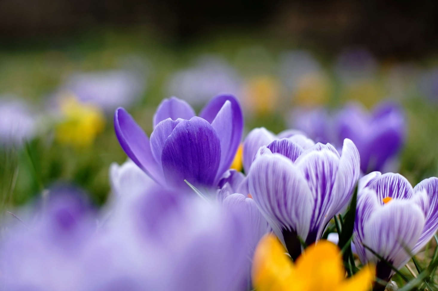 Photograph by Takashi .M via Flickr.