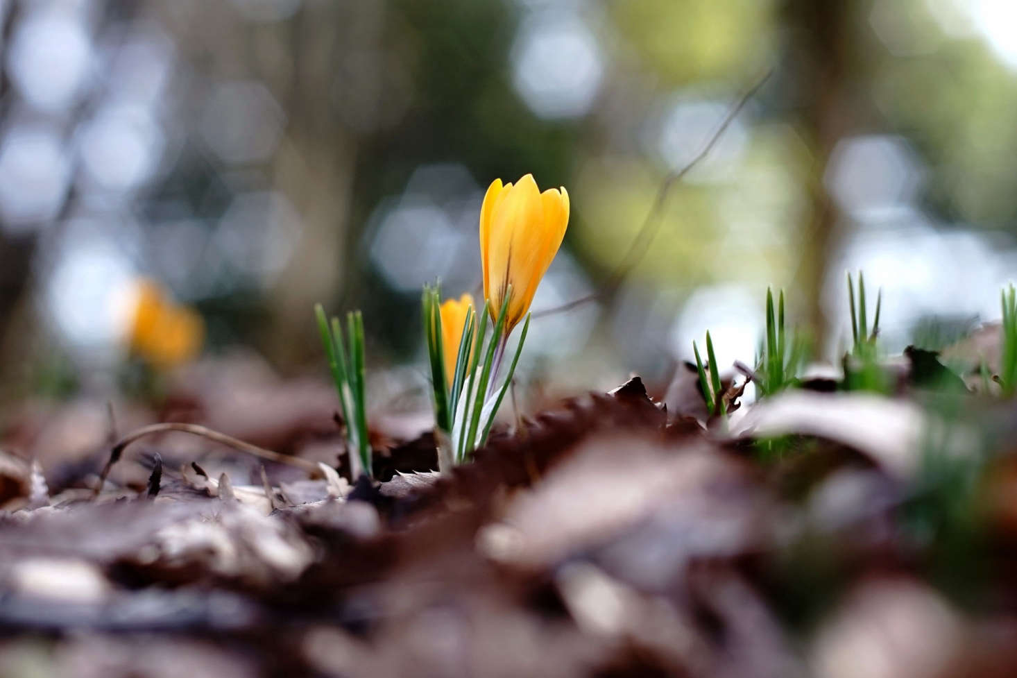 For now we thank those tiny cup-shaped flowers for making late February and early March bearable. Photograph by Takashi .M via Flickr.