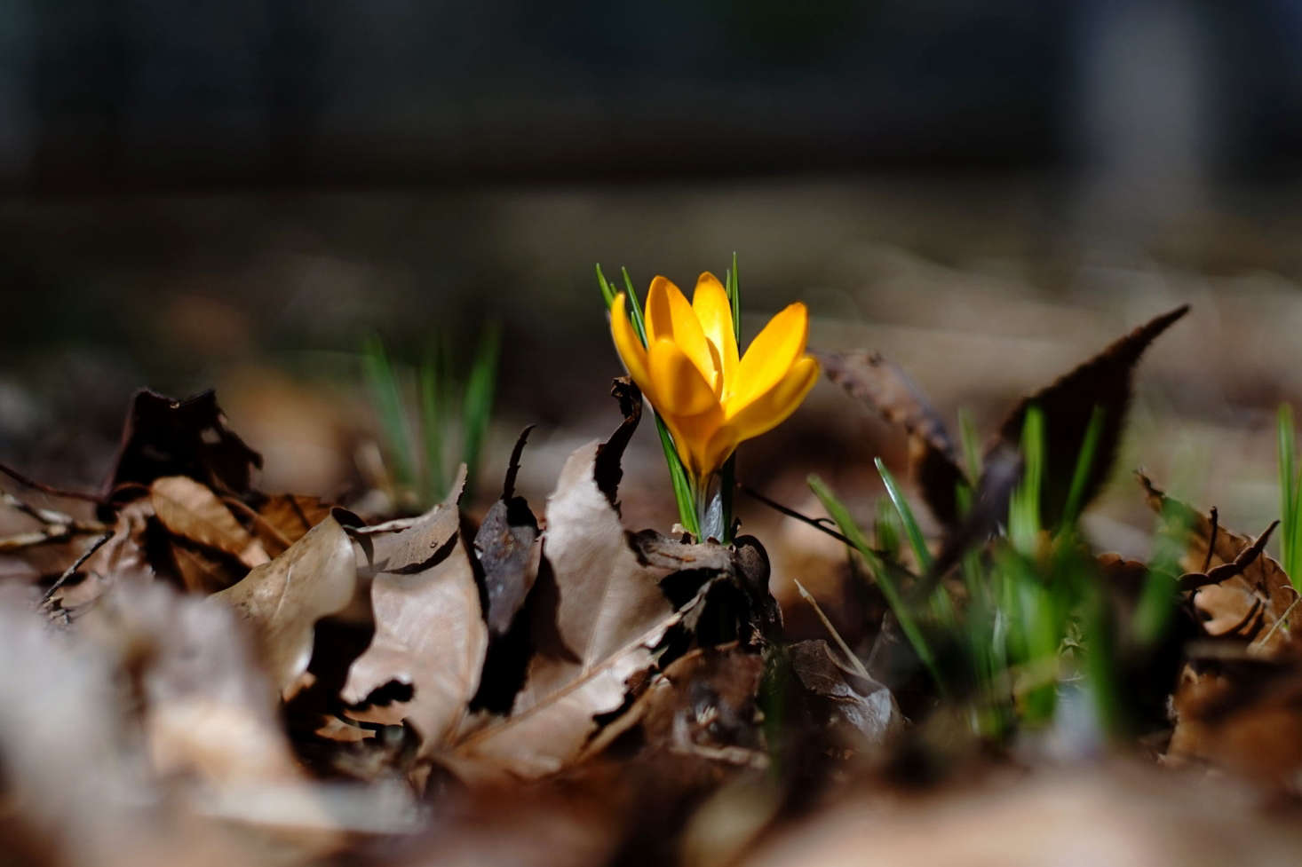 Photograph by Takashi .M via Flickr.