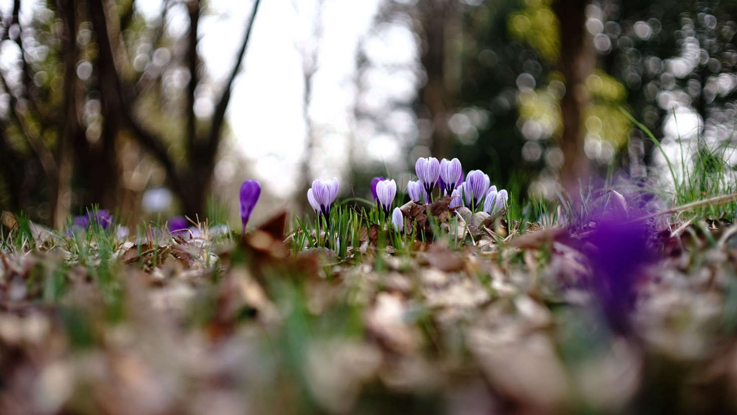 Most crocuses bloom in spring; plant their corms in the autumn in clumps of data-src=