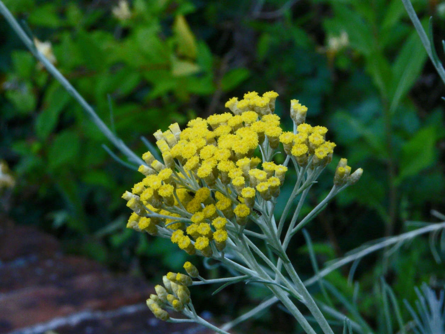 Photograph by Jane Nearing via Flickr.