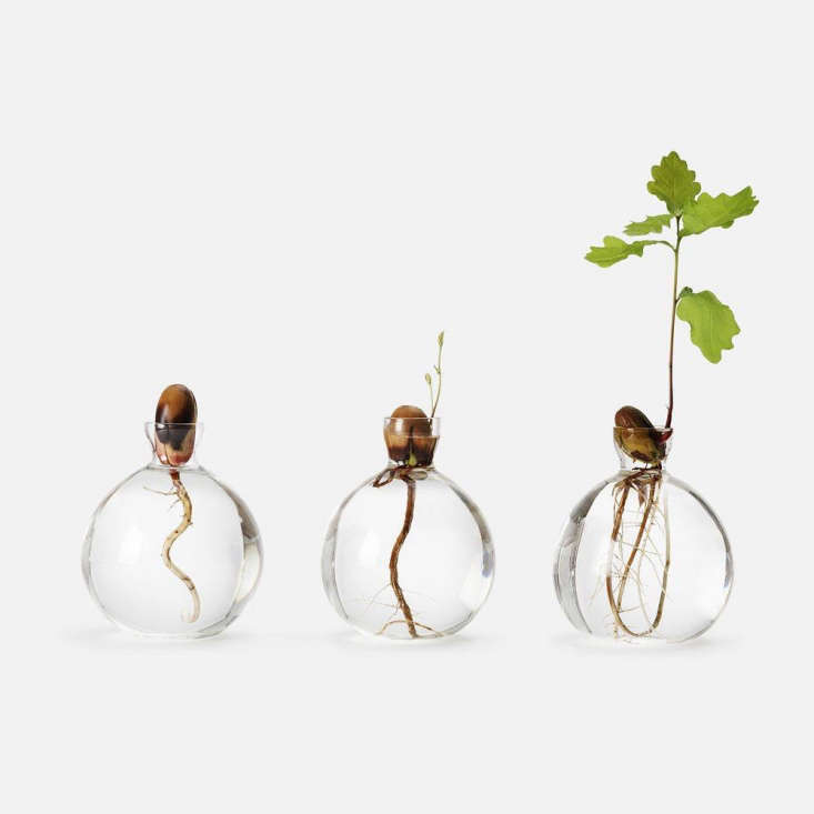 When Scandinavian designer Estrid Ericcson got the idea in the \1930s to germinate acorns in a vase, he created a bulbous glass beaker with a narrow neck. The small opening in the Acorn Vase is useful for arranging a wildflower stem or two just so; \$\16 via Svenskt Tenn.