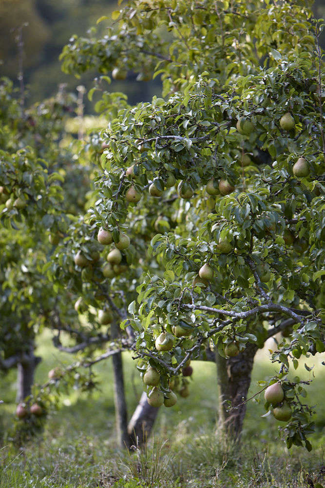 pear fruit tree