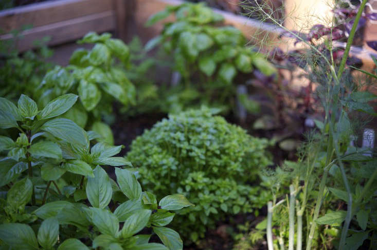 For more, see Basil&#8\2\17;s Last Stand: A Garden-to-Table Frozen Cocktail Recipe. Photograph by Laura Silverman.