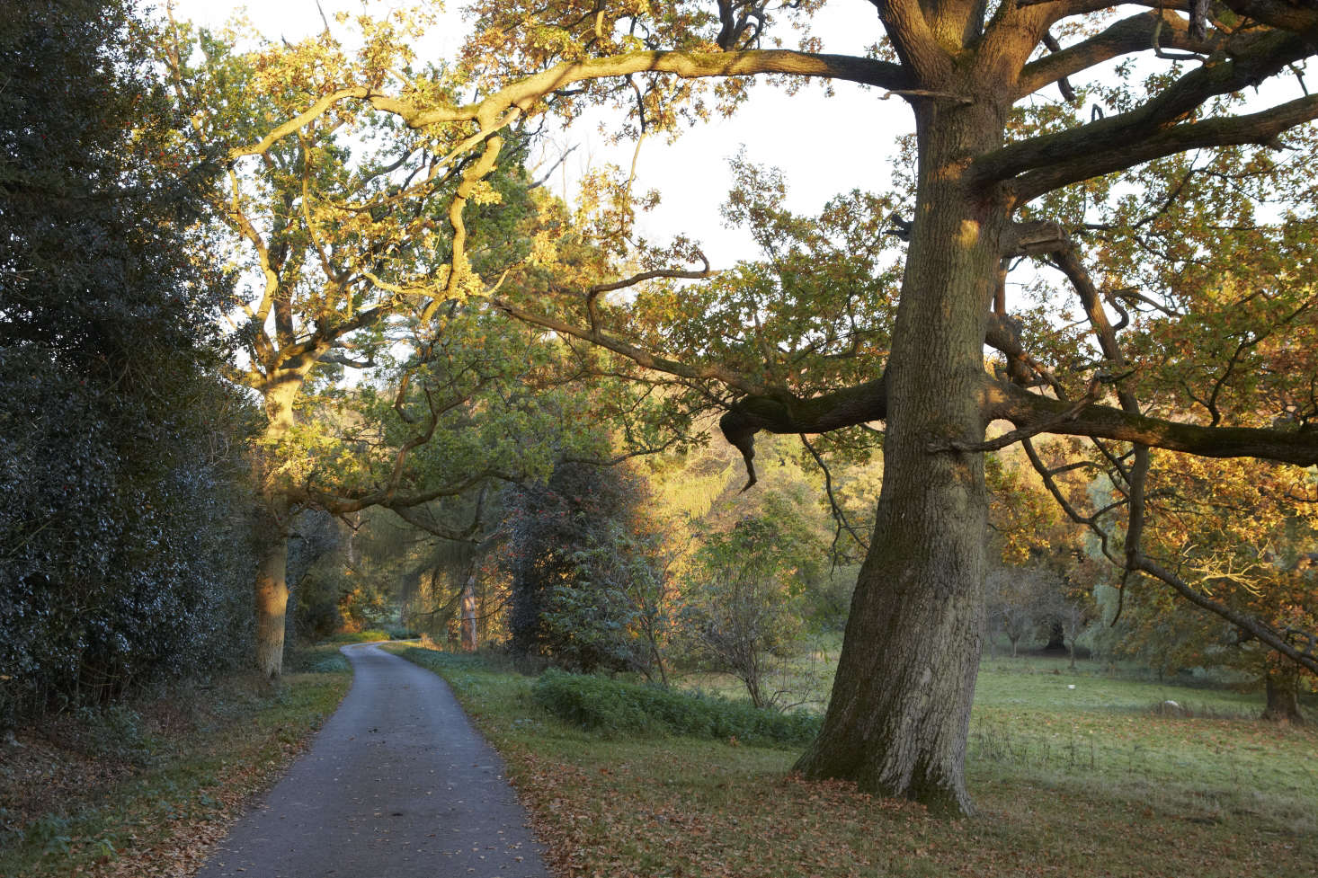 A statuesque holly hedge in England. Photograph by Britt Willoughby Dyer.