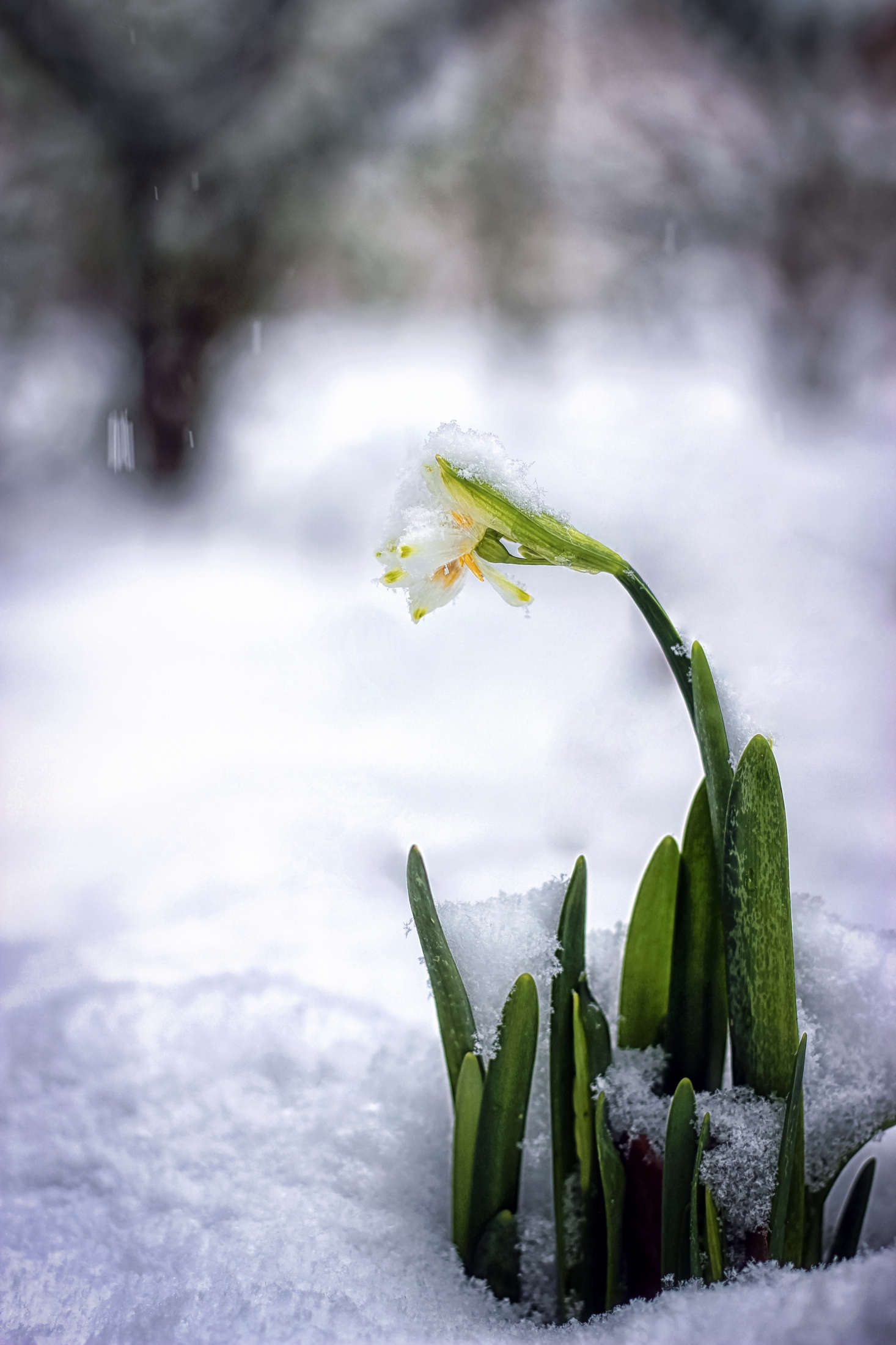 Narcissus blooming in snow. Photograph by Natalia Medd via Flickr.
