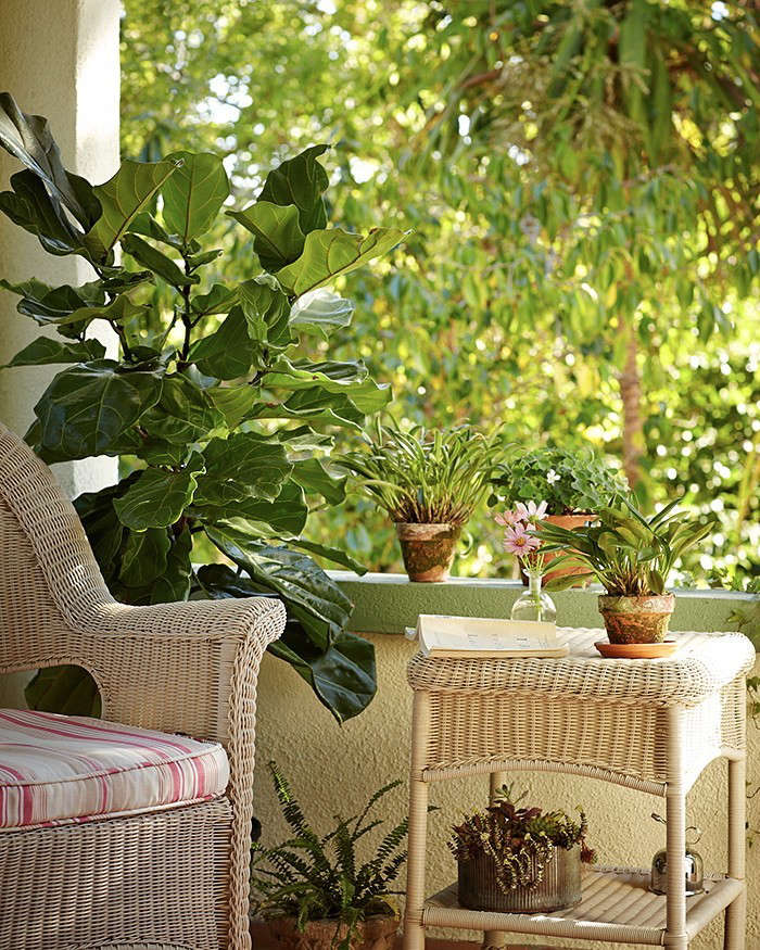 My potted fiddle leaf fig tree is on a rolling Socker Plant Stand (\$6.49 from Ikea) and is easy to roll around; on the front porch I position it as a barrier against street sounds. Photograph by John Merkl.