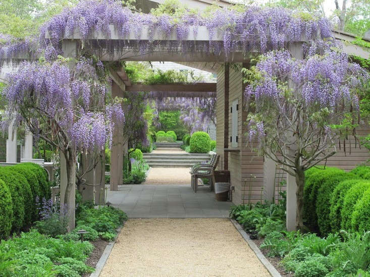 Wisteria How To Grow And Tame The Perennial Flowering Vine