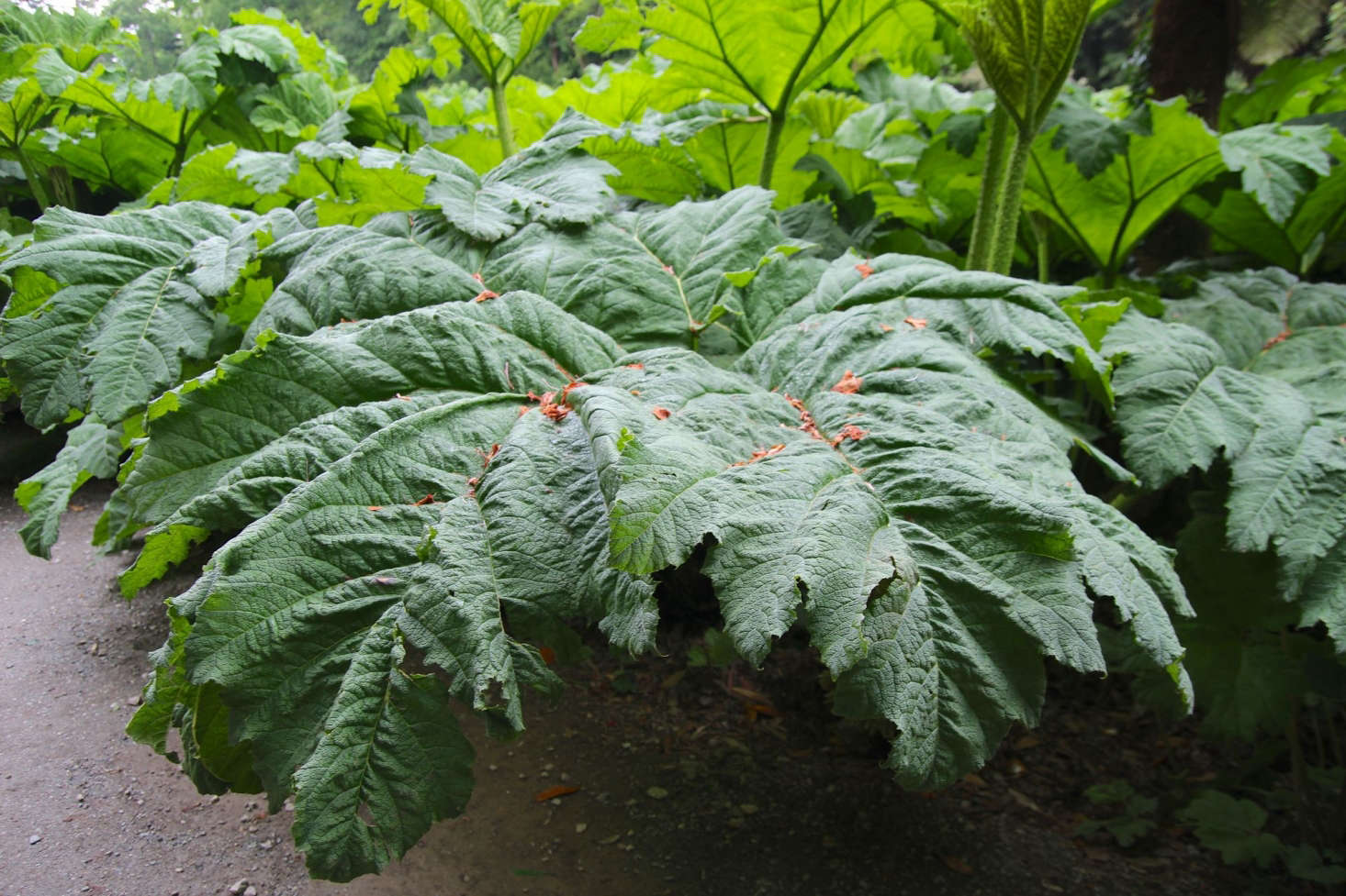 Gunnera in the garden. Photograph by Kathryn Yengel via Flickr.