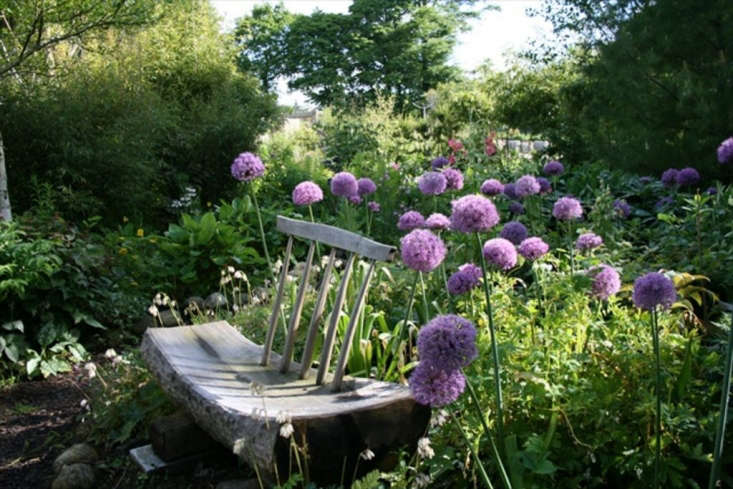 Alliums surround a garden bench in early summer.