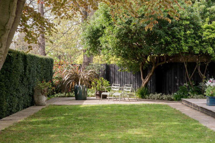 trees-london-backyard-lawn-hedges-themodernhouse-belsize-lane-gardenista