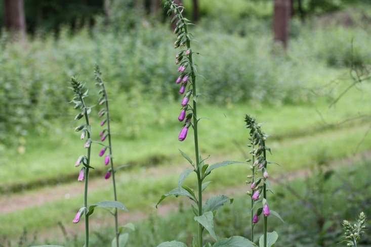 Wild foxglove. Photograph by John Shortland via Flickr.