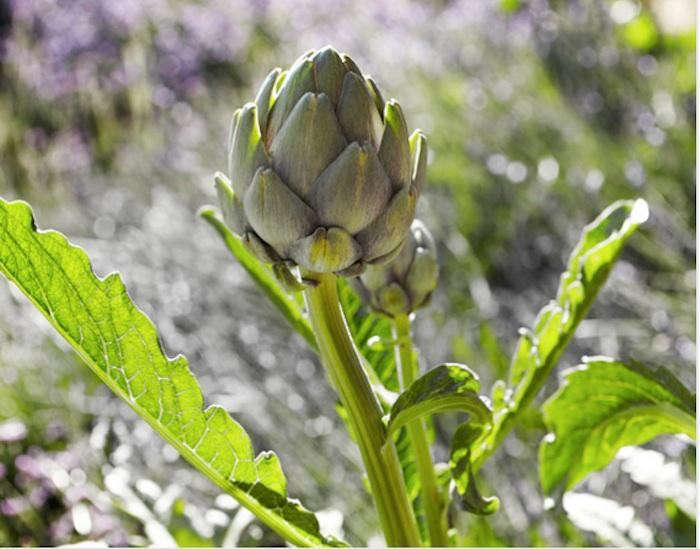 700_artichoke-star-apple-farms