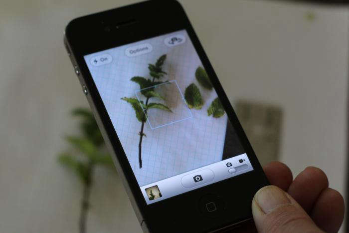 The Best Gardening Apps - HGTV