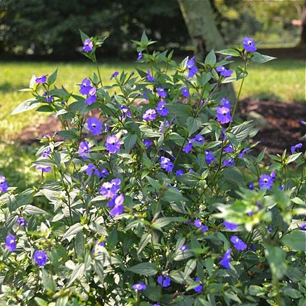 The Shade Gardener's Challenge: Impatiens Blight - Gardenista