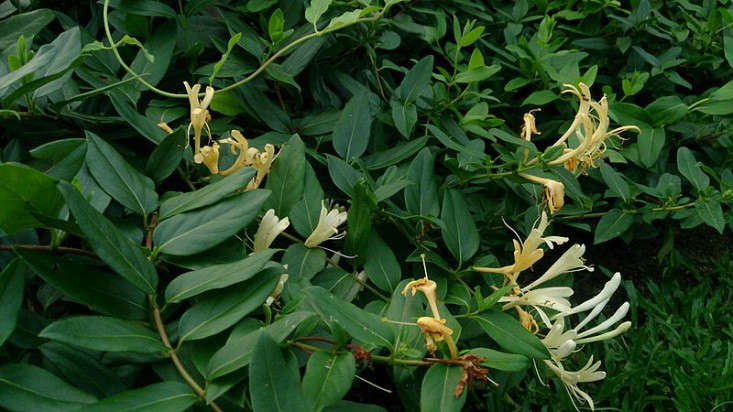 10 Native Alternatives To Invasive Plants Gardenista