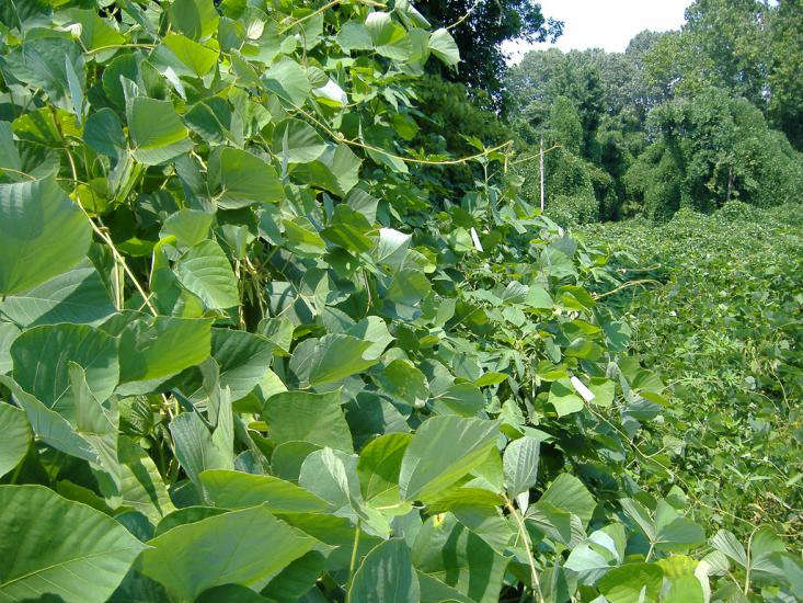 Killer Kudzu 5 Ways to Defeat the Vine That's Eating the Eastern