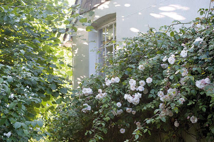 Woolf Roses Required Reading: Virginia Woolf's Garden - Gardenista