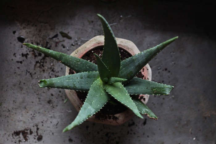 The Secret Ingredient You Need For A Thriving Aloe Vera Plant