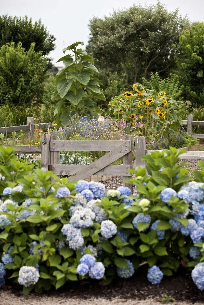 blue hydrangeas i fence hydrangea garden Brewsters Rhode Island