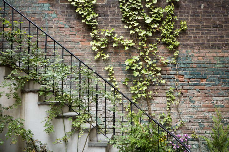 English Ivy Wall