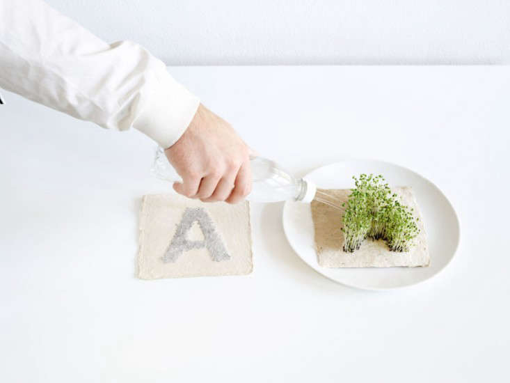 diy-heart-shape-microgreens-sprouts-leafling-grow-paper-3-gardenista