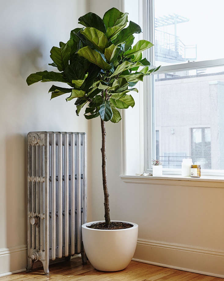 Fiddle Fall Considering the Fiddle Leaf Fig Tree - Gardenista