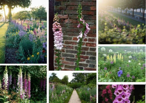 Gardening 101: Foxglove - Gardenista