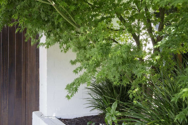 grounded-gardens-courtyard-garden-acer-palmatum-maple-gardenista