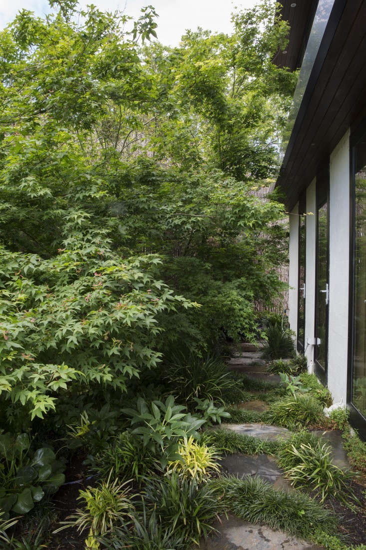 grounded-gardens-courtyard-garden-maple-tree-facade-exteriors-gardenista