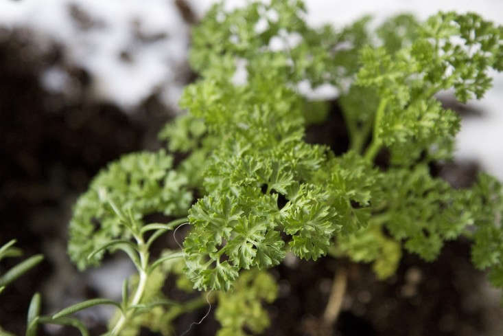 Curly parsley by Erin Boyle.