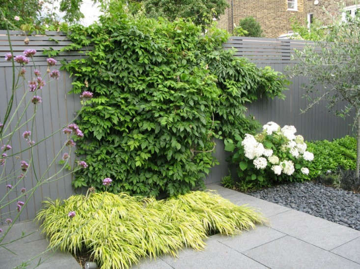 London-based garden designer Charlotte Rowe used hardy lime green Hakonechloa macra ‘Aureola’ as an accent beneath a climbing vine. See more in Before & After: A Jet Black Garden with White Jasmine Perfume.