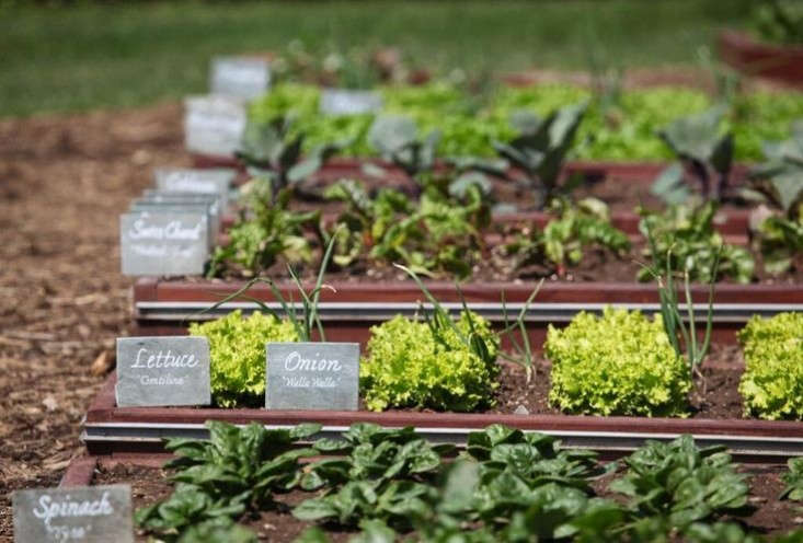  Former First Lady Michelle Obama is down with cool-season crops. Her White House kitchen garden provided fresh vegetables year-round. Photograph via Obama Foodorama, from \10 Garden Ideas to Steal from Michelle Obama.