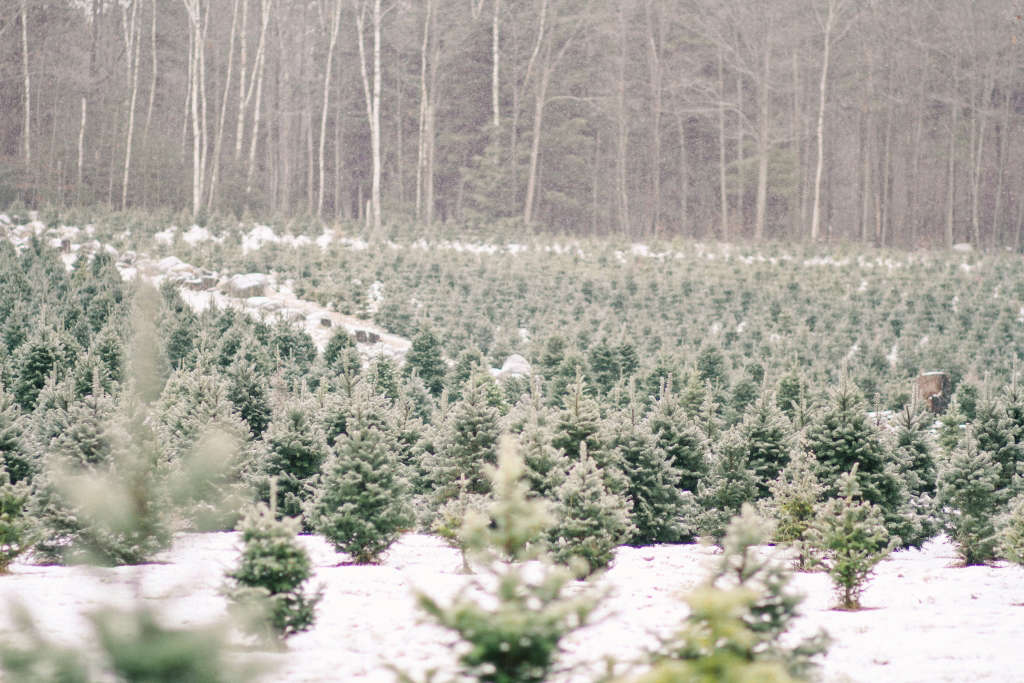 Shopper's Diary A Christmas Tree Farm in Maine Gardenista