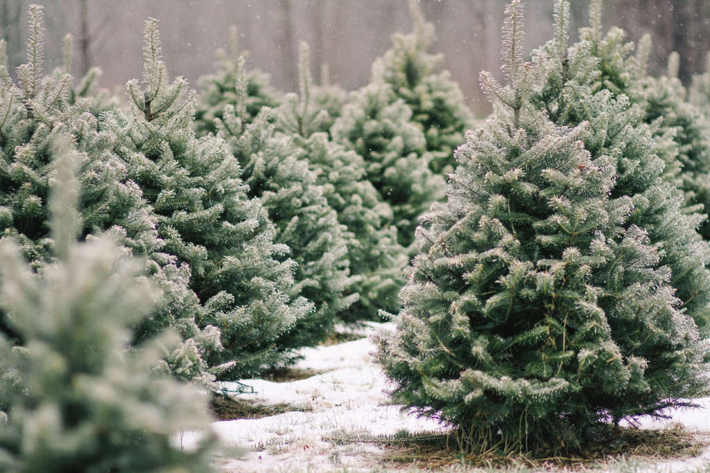 Shopper's Diary A Christmas Tree Farm in Maine Gardenista