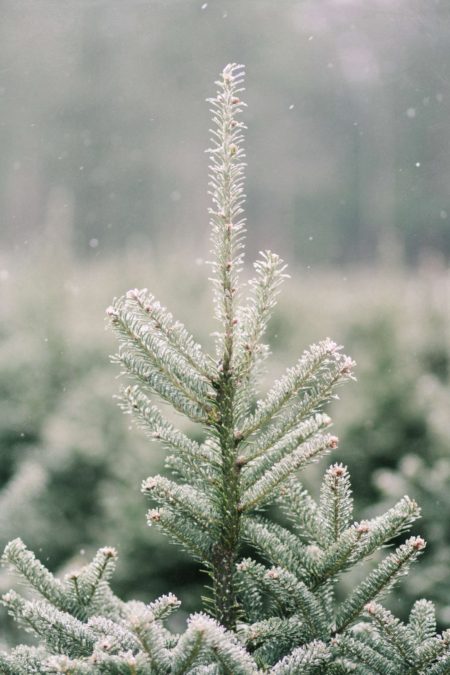 Shopper's Diary A Christmas Tree Farm in Maine Gardenista