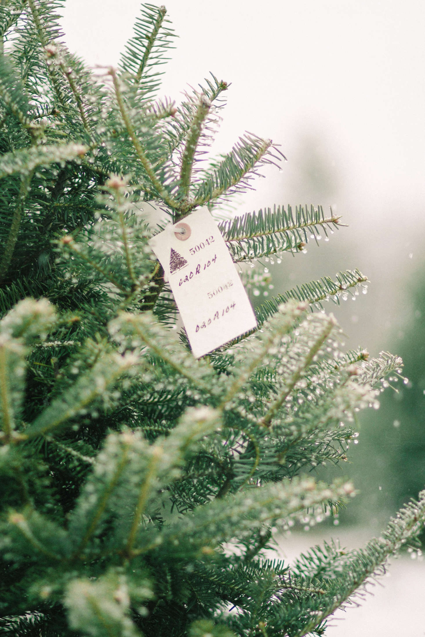 Shopper's Diary A Christmas Tree Farm in Maine Gardenista